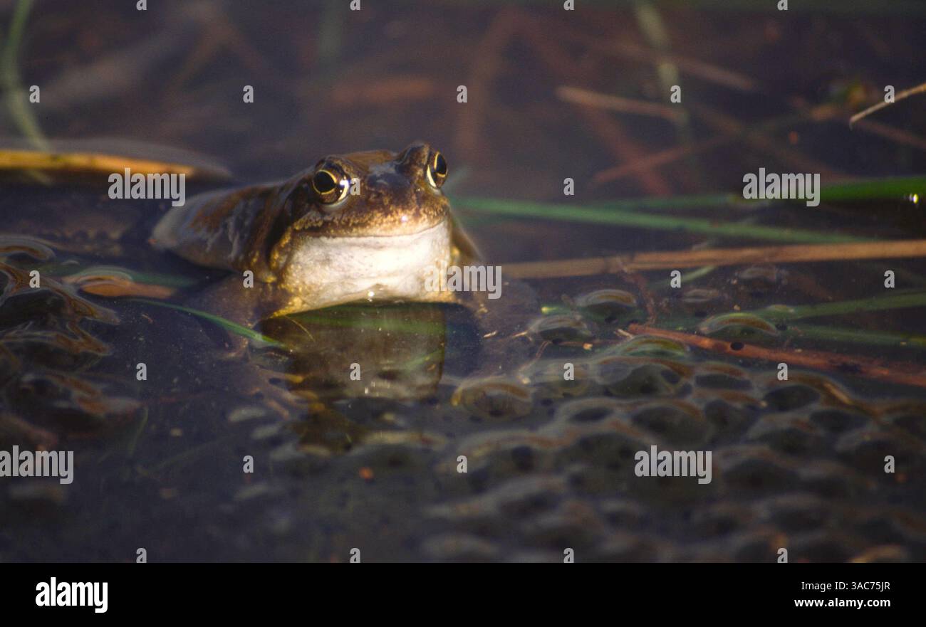 Rear webbed feet hi-res stock photography and images - Alamy
