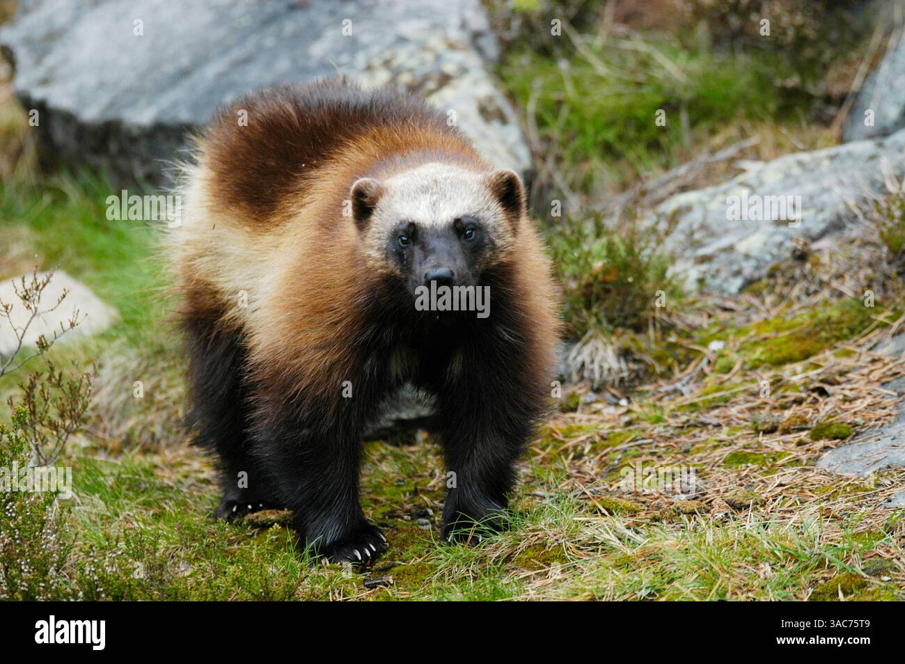 Brauner park hi-res stock photography and images - Alamy