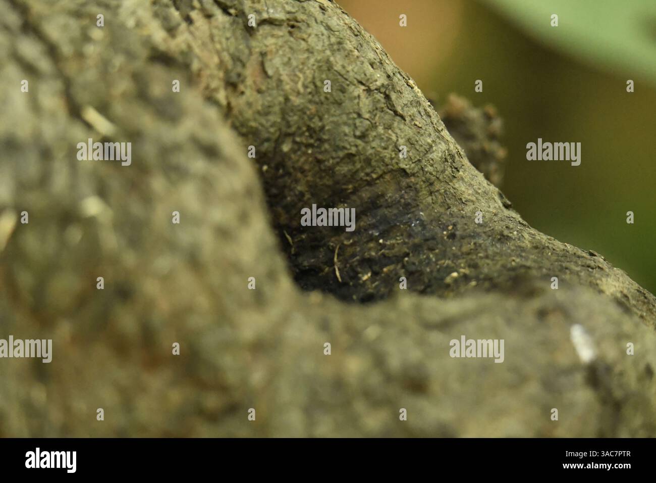 Tree cavity in forest hi-res stock photography and images - Alamy