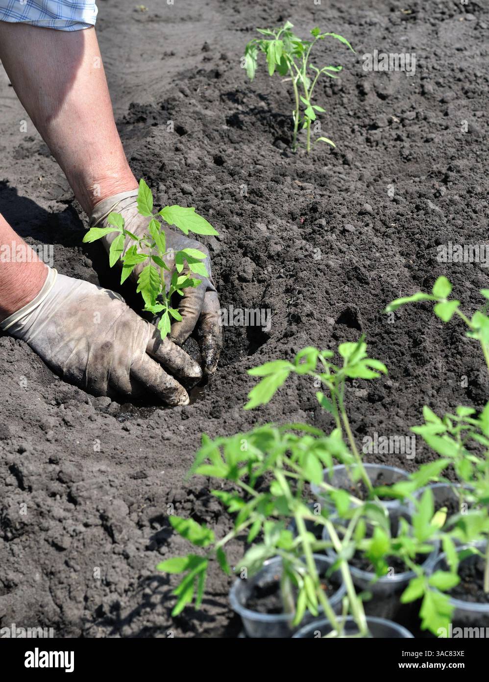 gardener's hands planting a tomato seedling in the vegetable garden ...