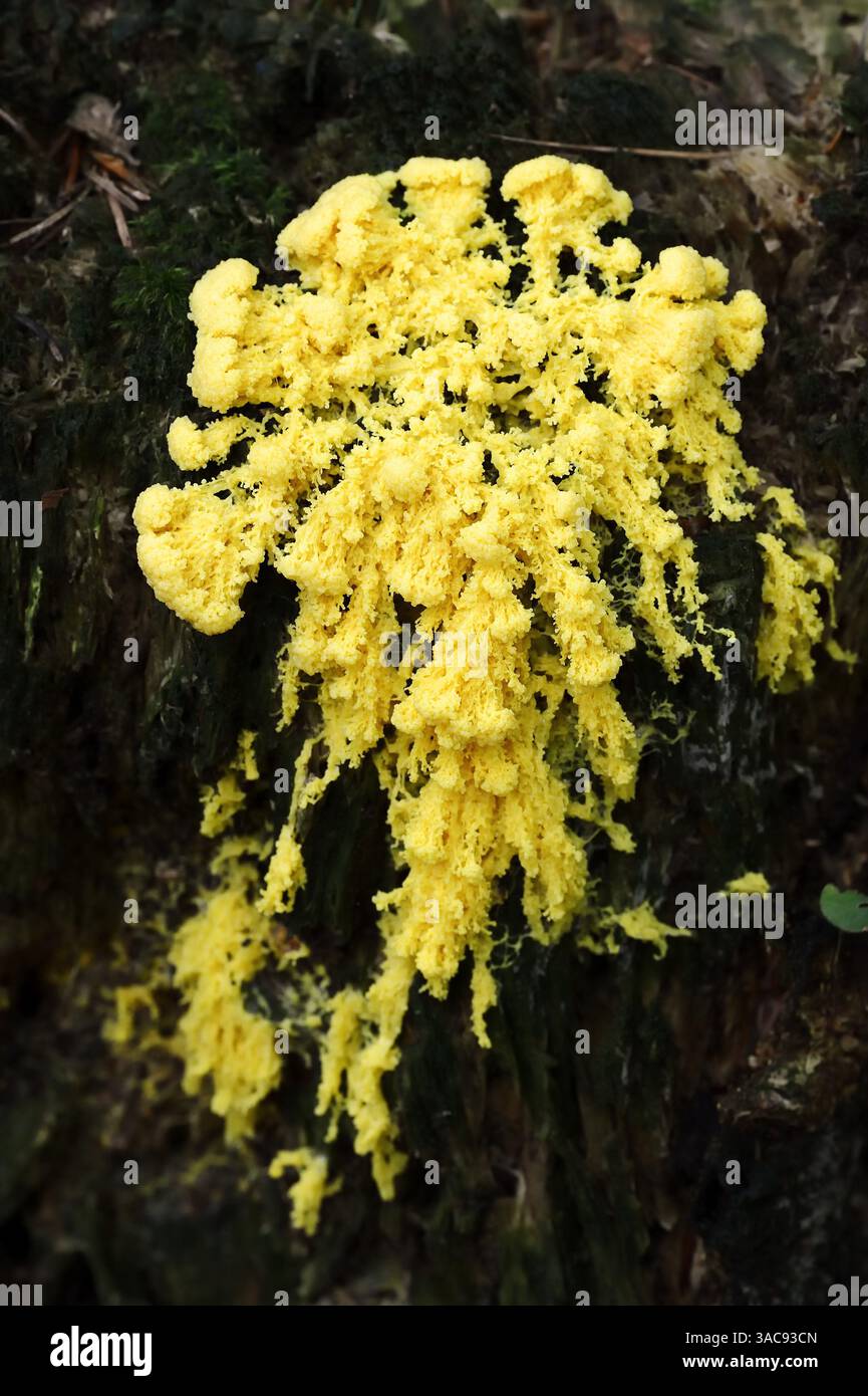 Dog Vomit Slime Mold or Scrambled Egg Slime (Fuligo septica), Germany | Gelbe Lohblüte oder Hexenbutter (Fuligo septica), Deutschland Stock Photo