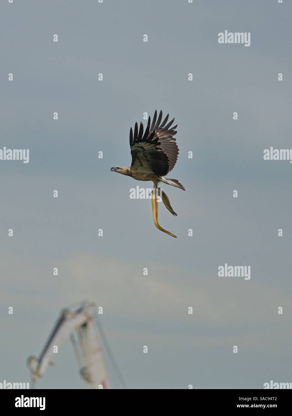 The white bellied sea eagle is an enormous gray and white raptor that ...