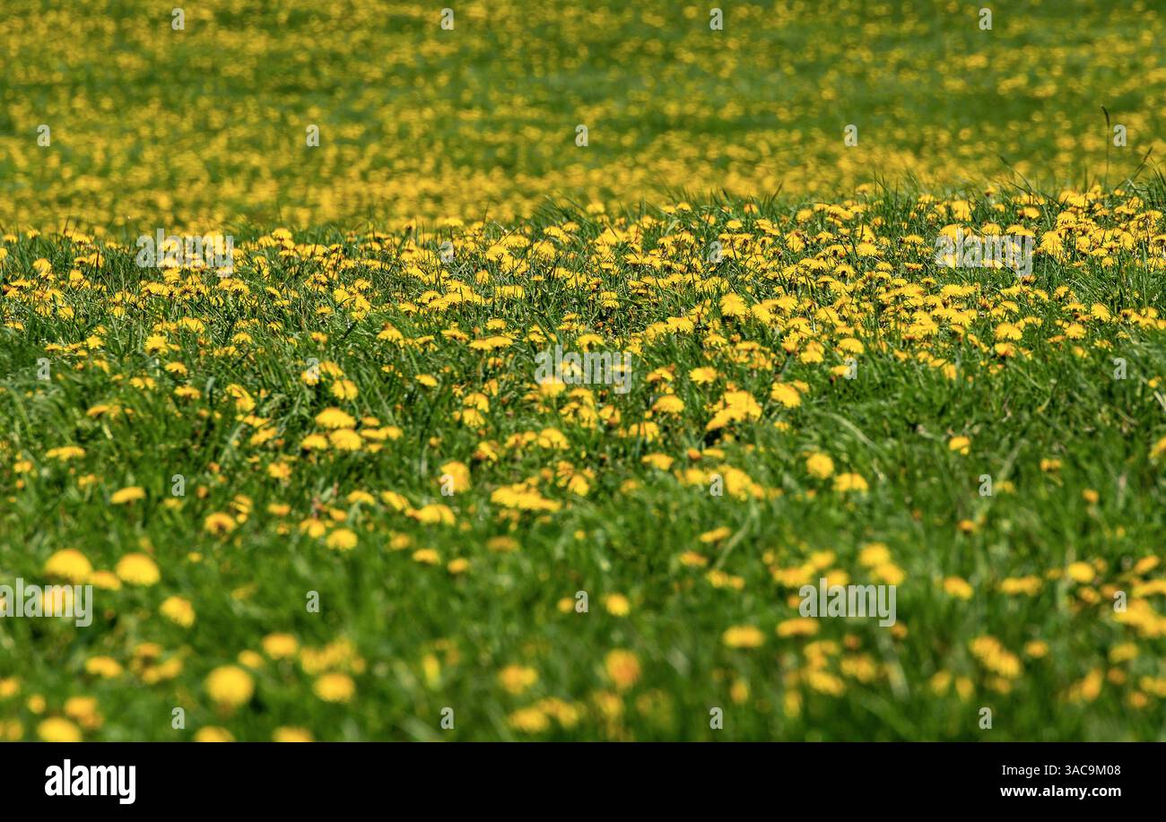 Golden dandelion carpet hi-res stock photography and images - Alamy