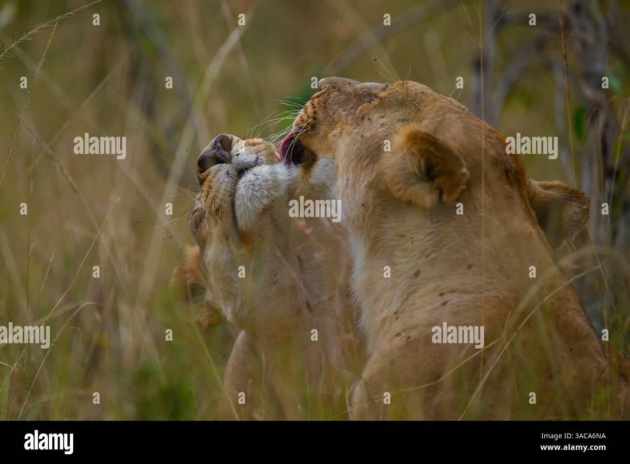 Lionesses from the Rongai Pride grooming each other, Masai Mara, Kenya Stock Photo