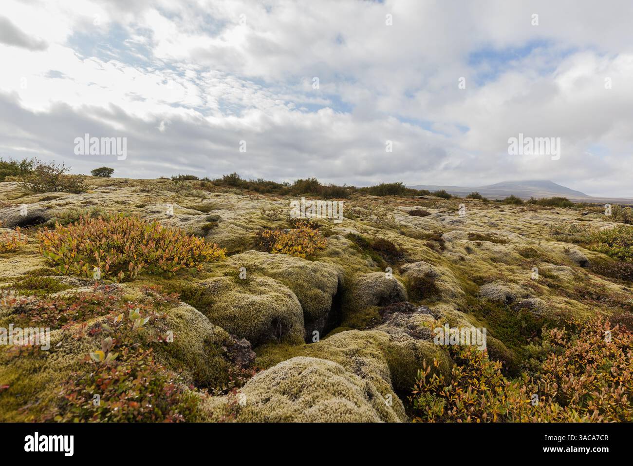 Moss-covered lava in Iceland Stock Photo