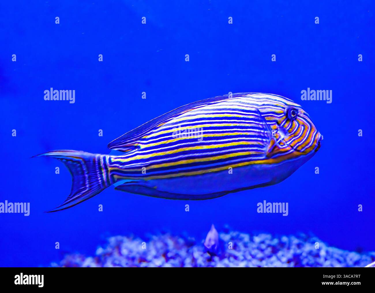 Colorful Blue Yellow Striped Surgeon Fish Tang Tropical Fish Acanthurus ...