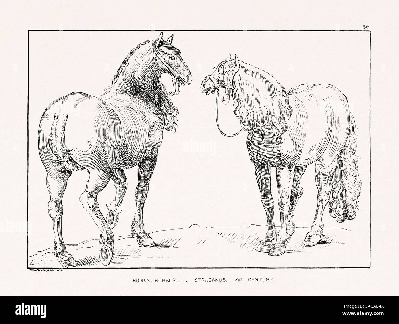 Vintage horse illustration. Exquisite 19th-century artwork from an English book (1864) depicting