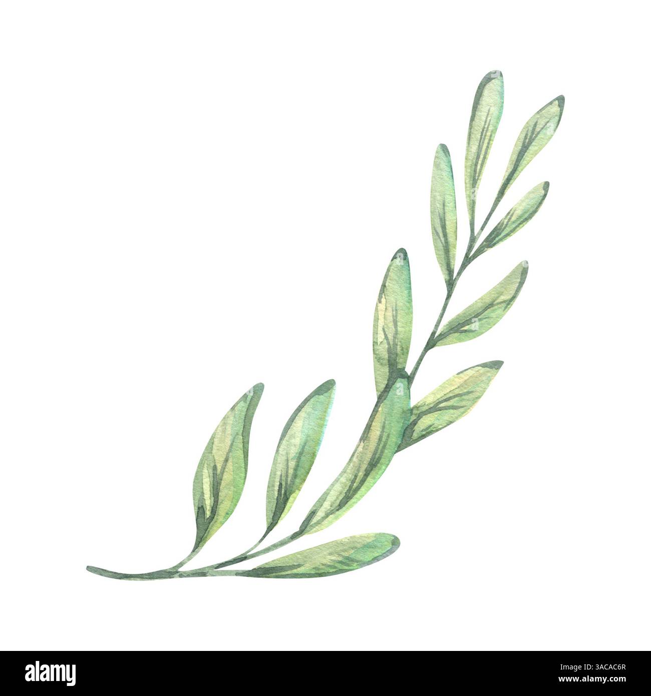 Eucalyptus leaves cut out hi-res stock photography and images - Alamy