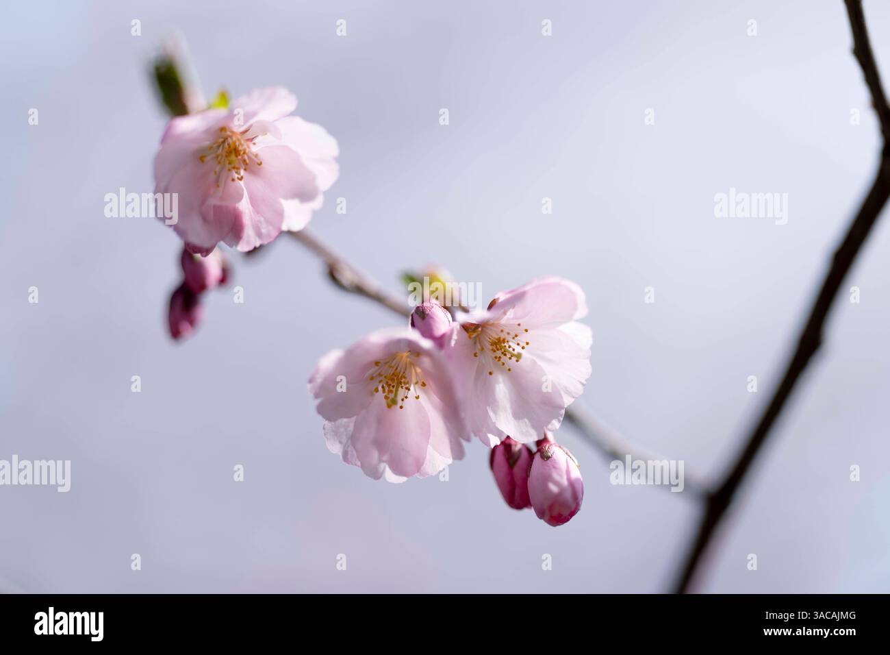 With the arrival of spring in Ukraine, cherry blossoms are now in bloom ...