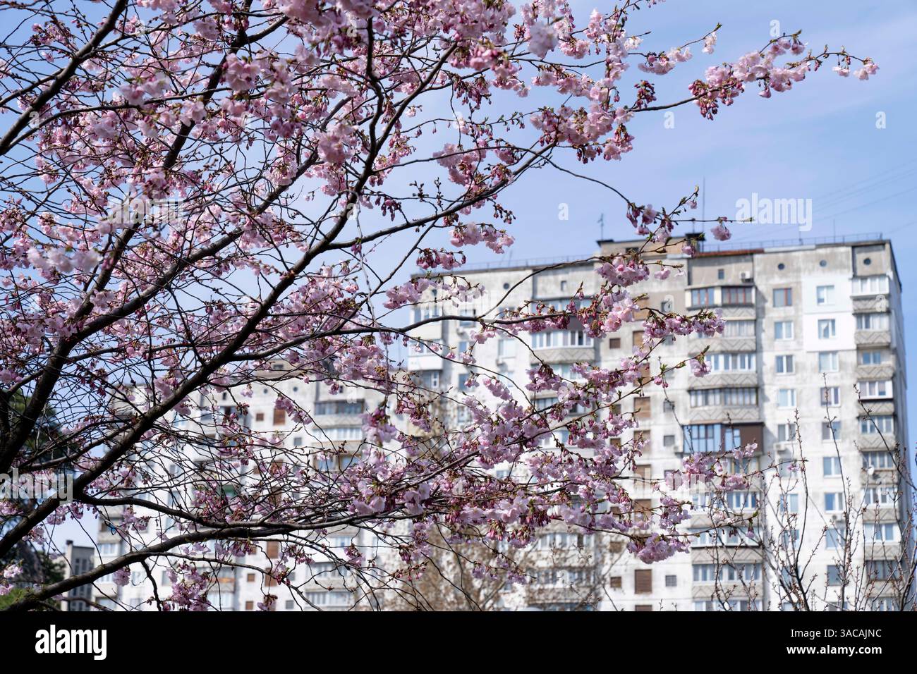 Kyiv, Kyiv City, Ukraine. 3rd Apr, 2025. With the arrival of spring in ...