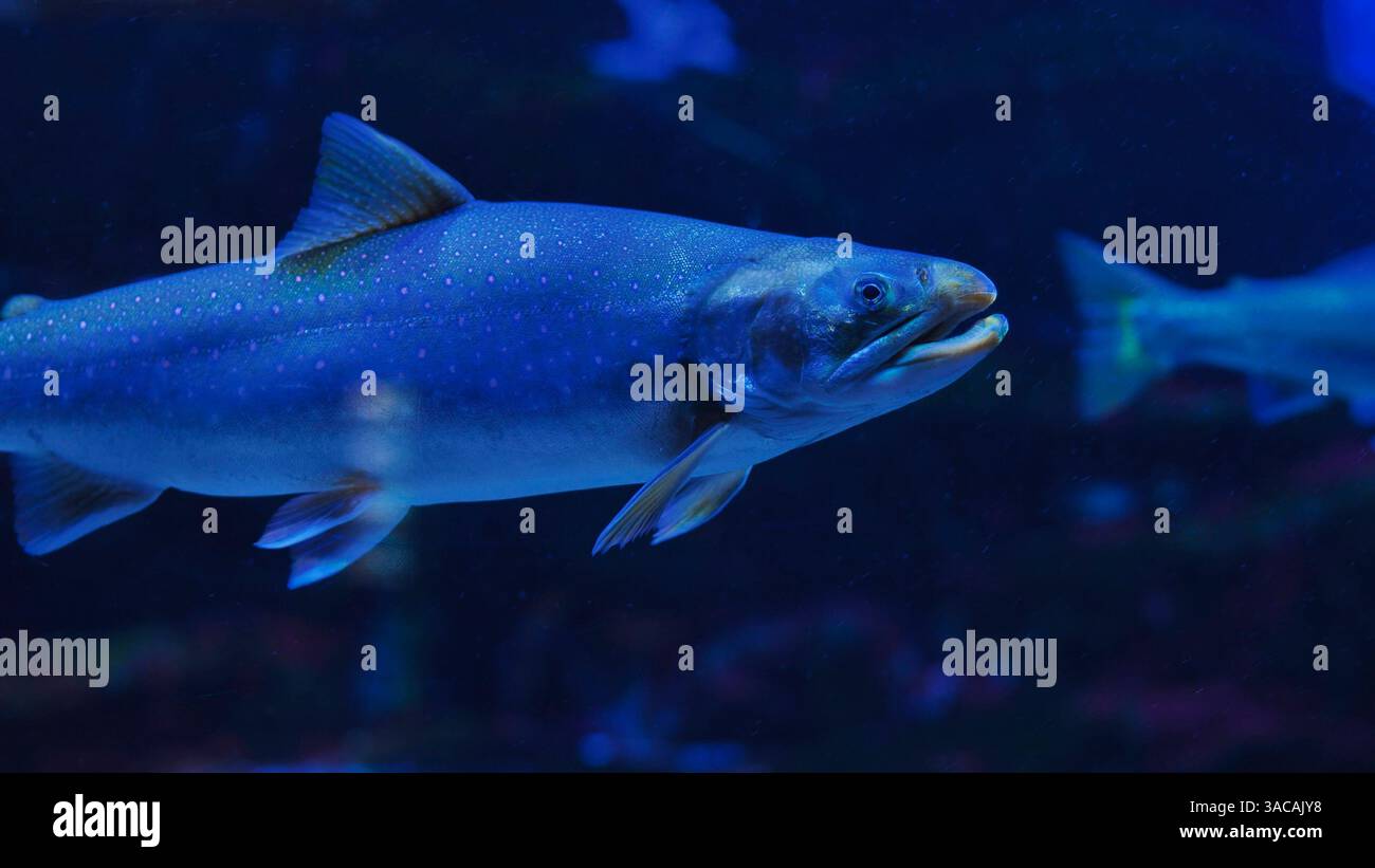 Arctic char swimming in dark blue water with open mouth Stock Photo - Alamy