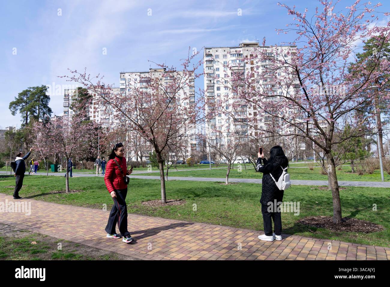 With the arrival of spring in Ukraine, cherry blossoms are now in bloom ...