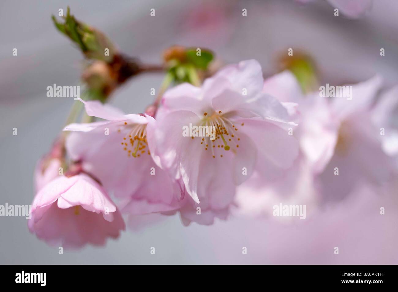 With the arrival of spring in Ukraine, cherry blossoms are now in bloom ...