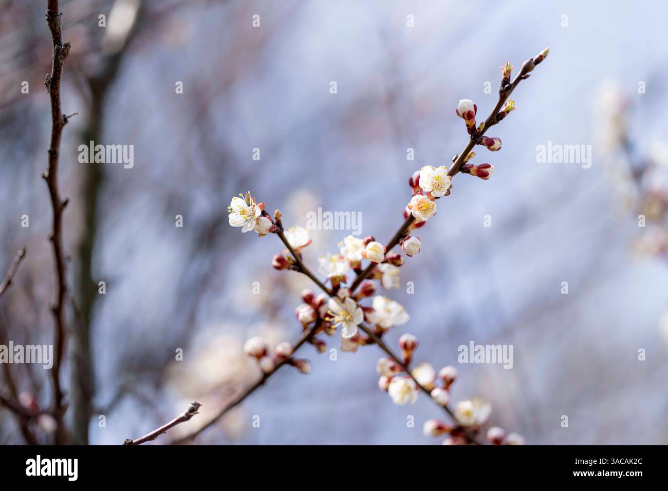 With the arrival of spring in Ukraine, Chinese plum, also called ...