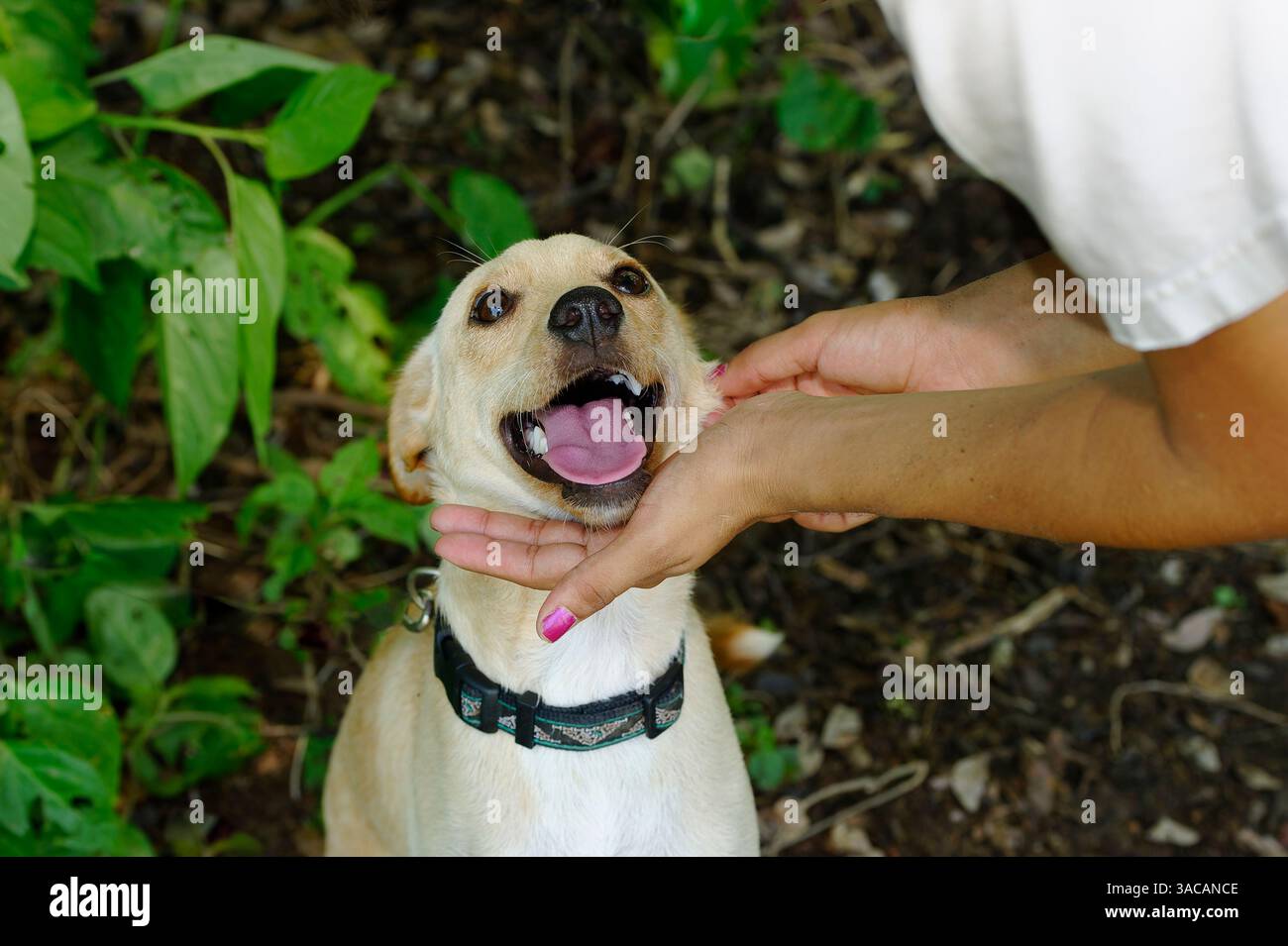 A Rescue Animal Shelter Dog Is Looking Up At a Volunteer Stock Photo