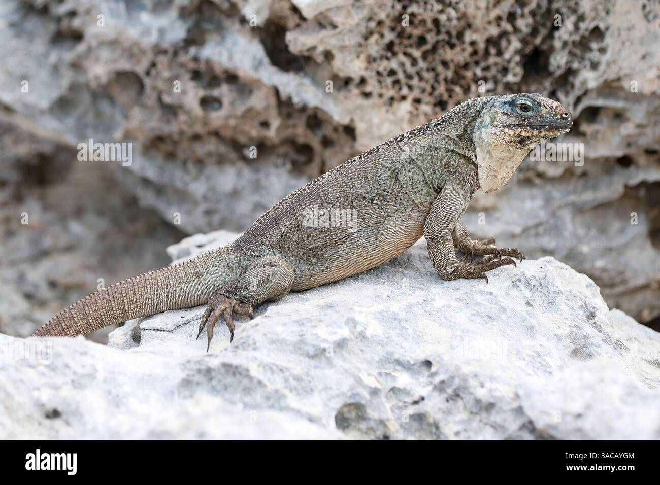 Echsen, Leguane auf Leaf Cay, Yacht, Exuma Bahamas, Travel, 2025 ...