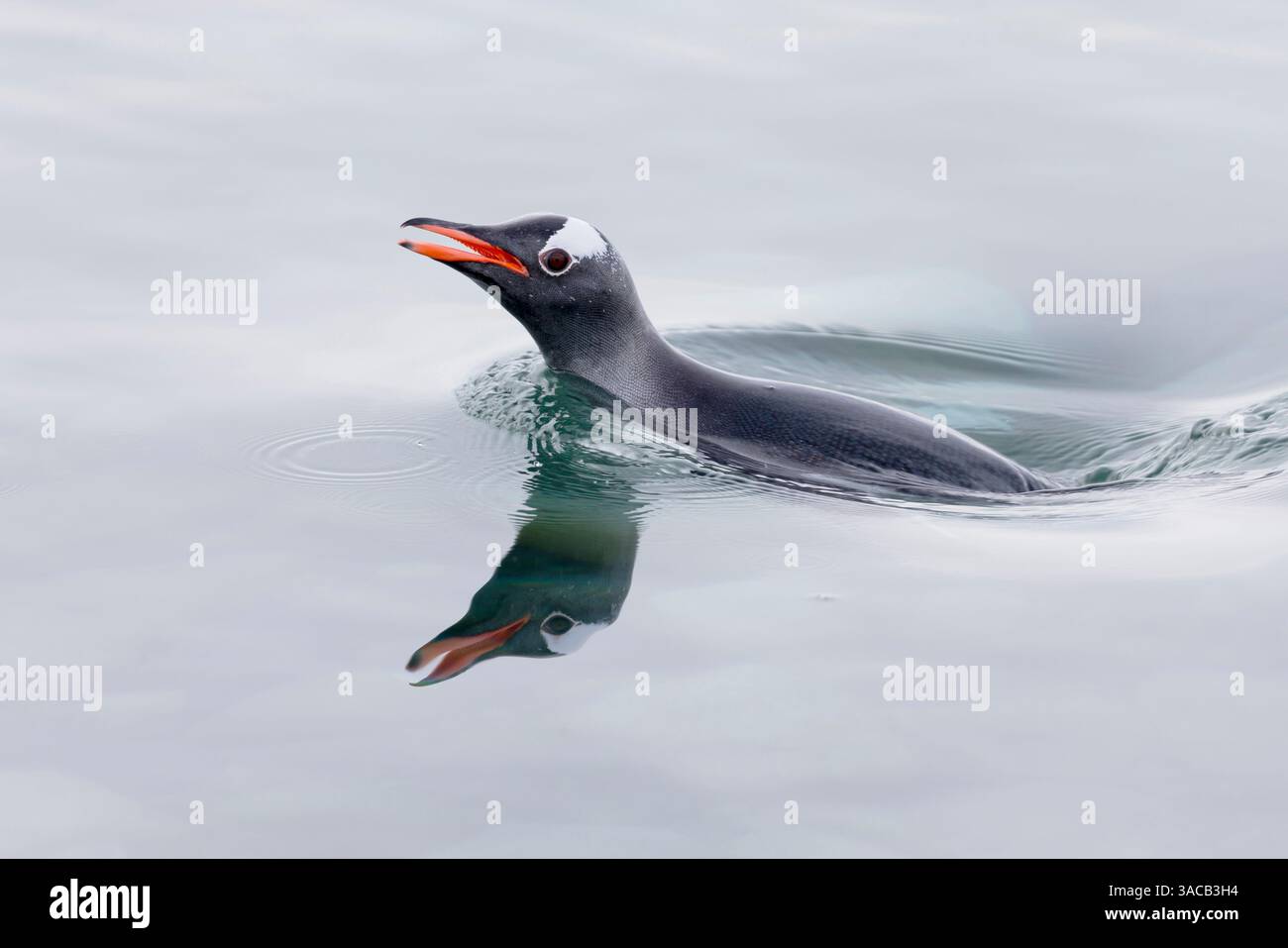 Southern Ocean, Antarctica. A single gentoo penguin pops its head above the silky smooth water. Stock Photo