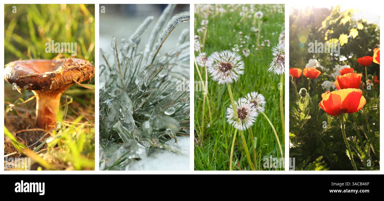 Four seasons of year. Collage with pictures of nature in winter, summer ...
