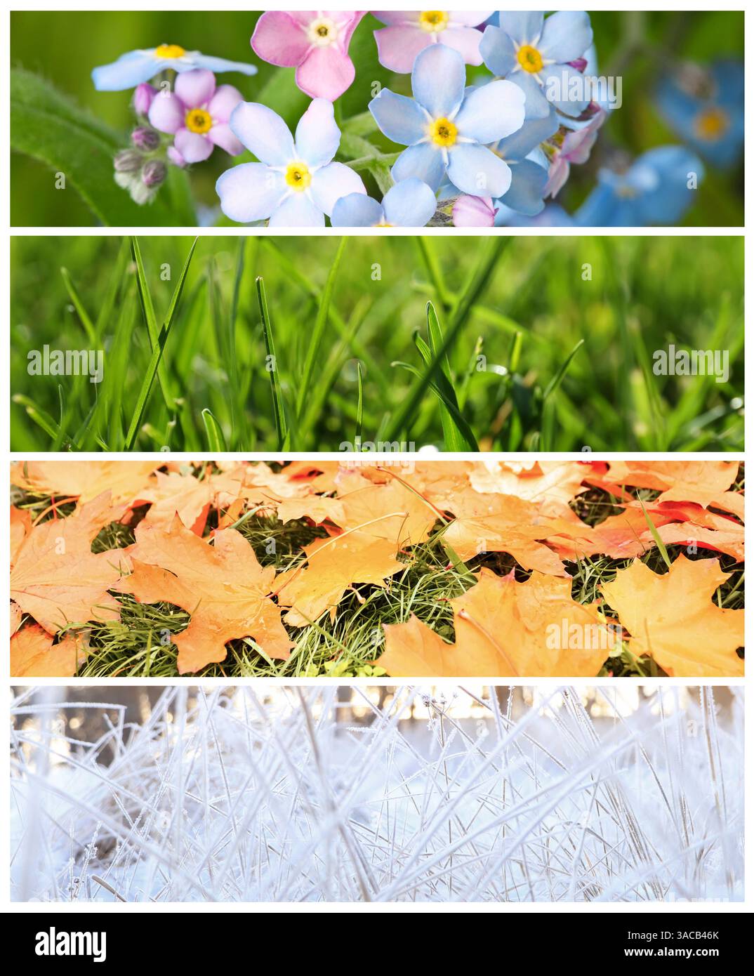 Four seasons of year. Collage with pictures of nature in winter, summer ...