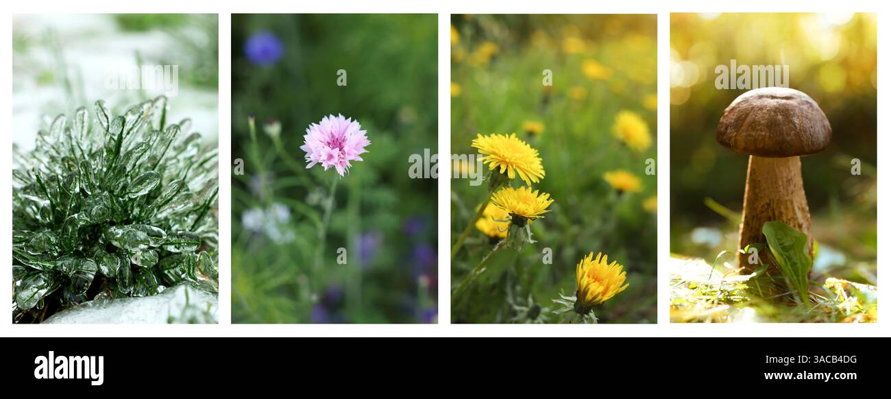 Four seasons of year. Collage with pictures of nature in winter, summer ...