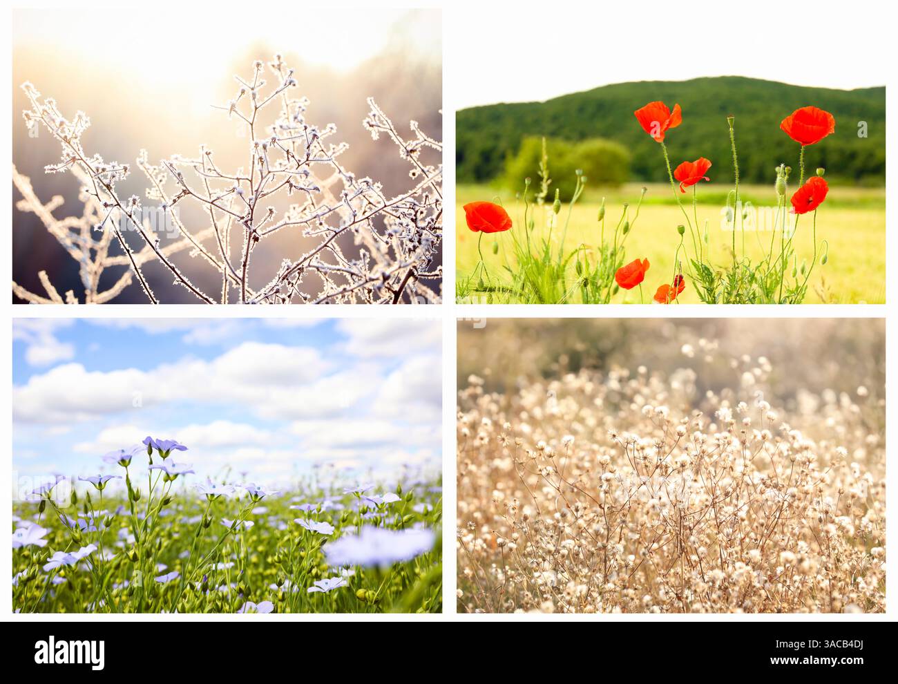 Four seasons of year. Collage with pictures of nature in winter, summer ...