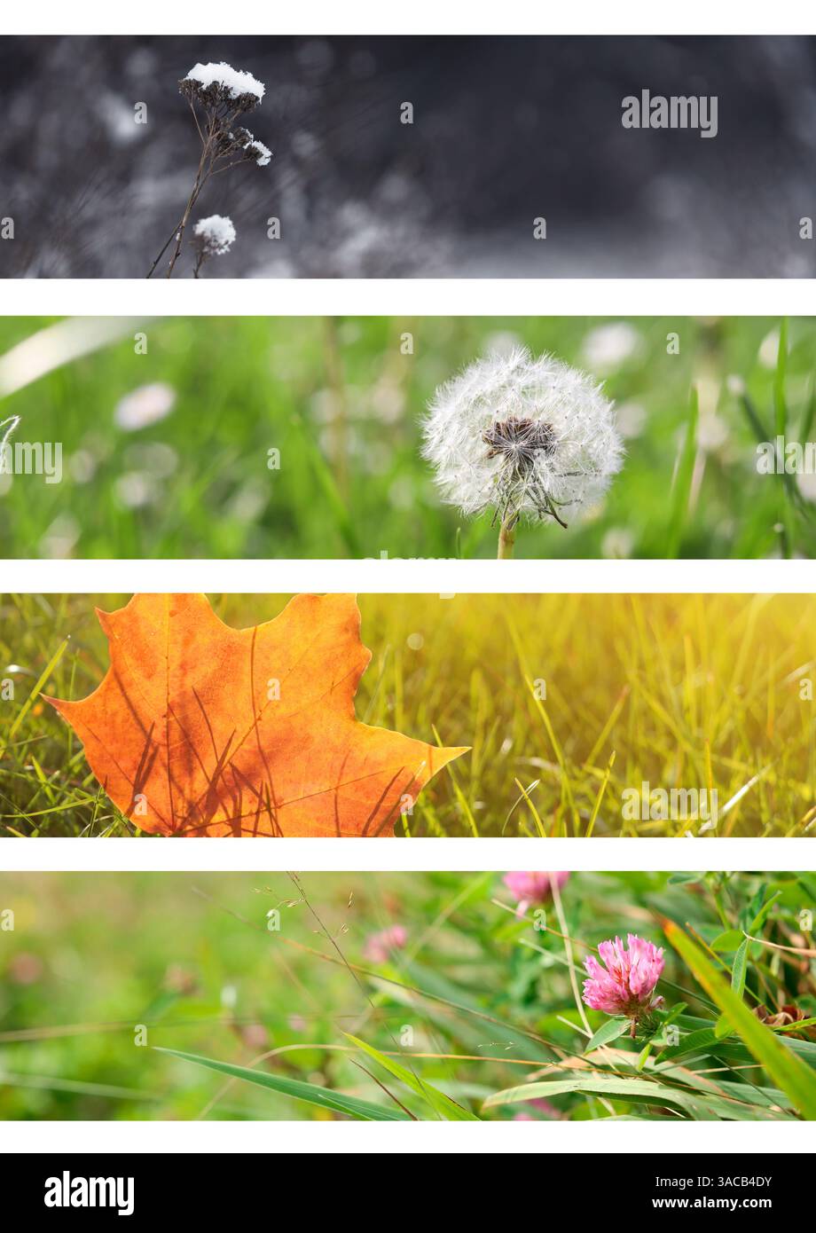 Four seasons of year. Collage with pictures of nature in winter, summer ...
