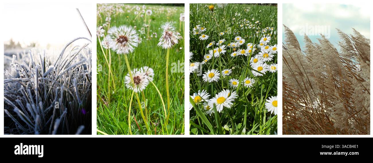 Four seasons of year. Collage with pictures of nature in winter, summer ...