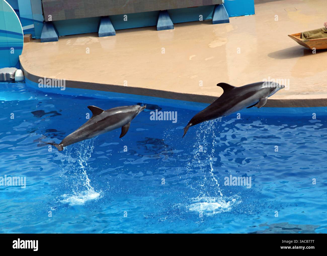 Dolphins jumping out of the water at an Aquarium Stock Photo - Alamy