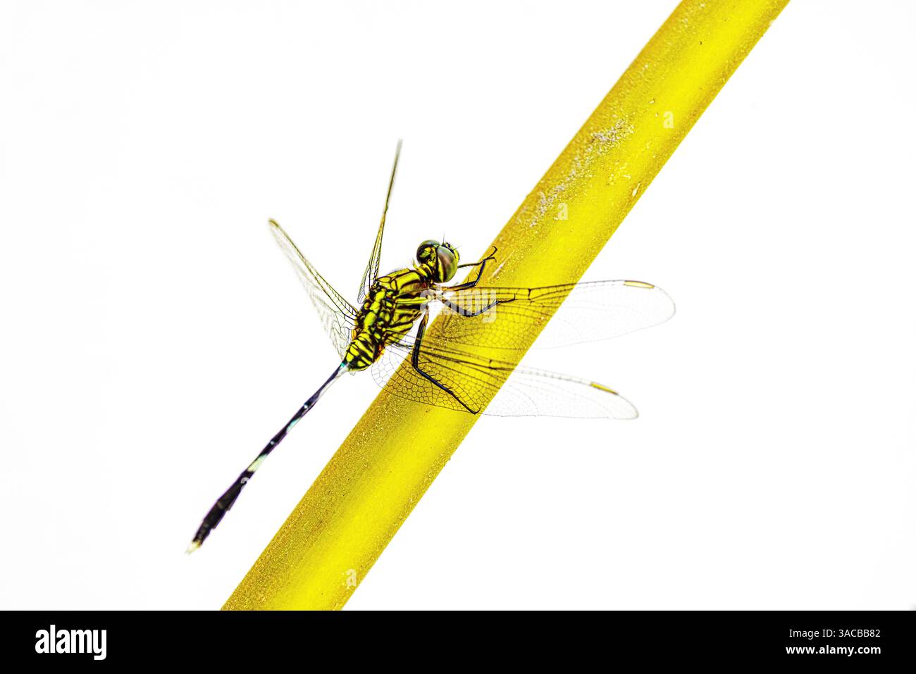 Dragon fly insect on a yellow stem. Stock Photo