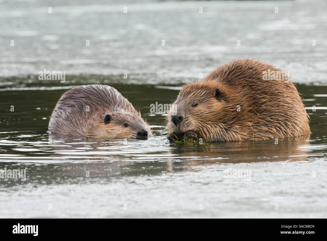 Adult beaver forages along with a youngster in an opening in the ice Stock Photo