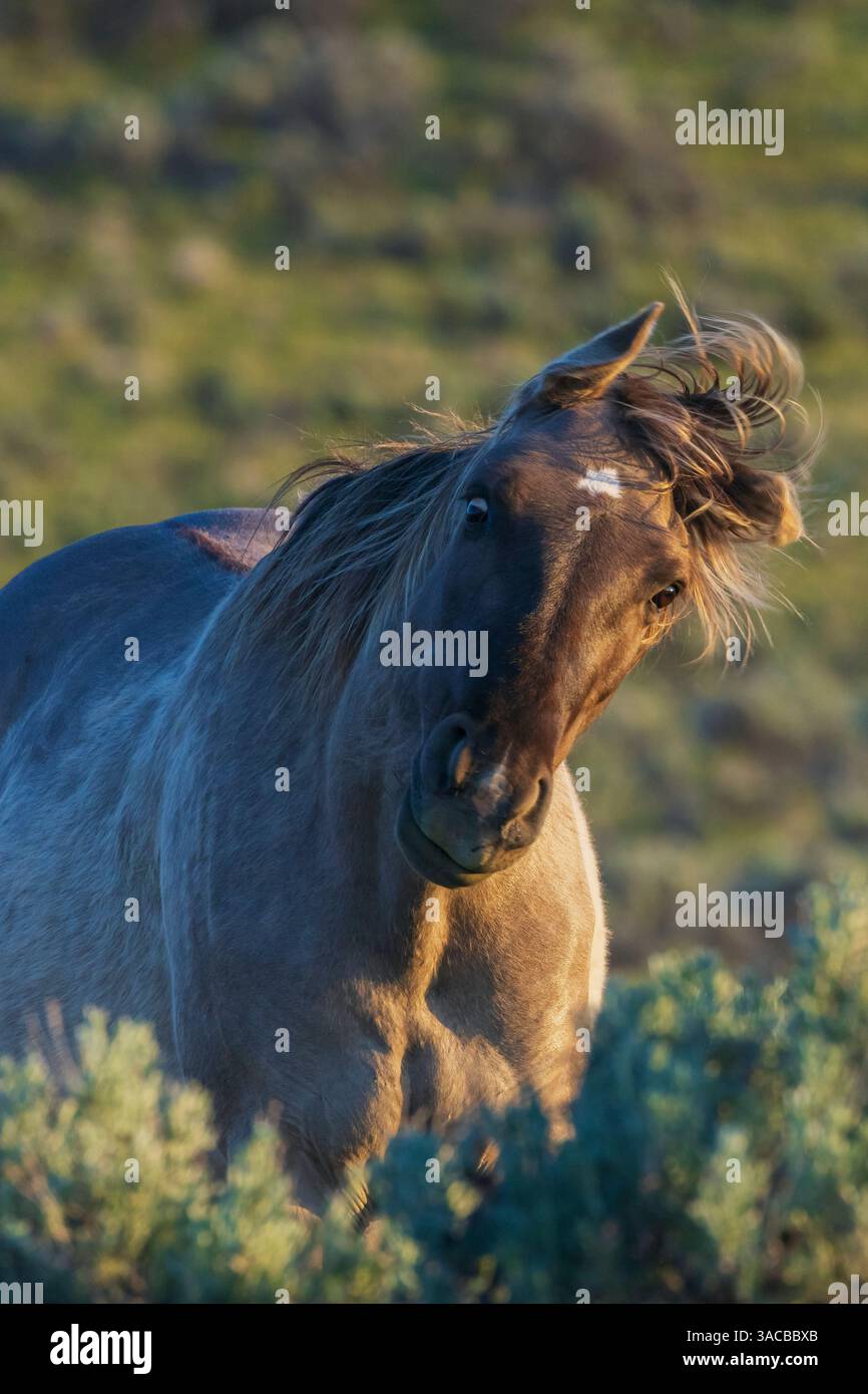 Wild mustang stallion sharing a funny face Stock Photo