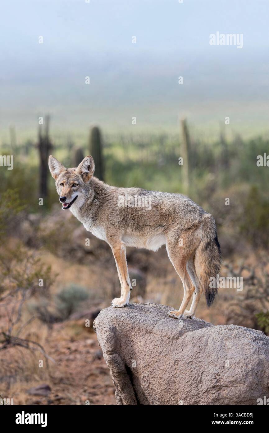 A coyote takes advantage of a rock to gain a better view. Stock Photo