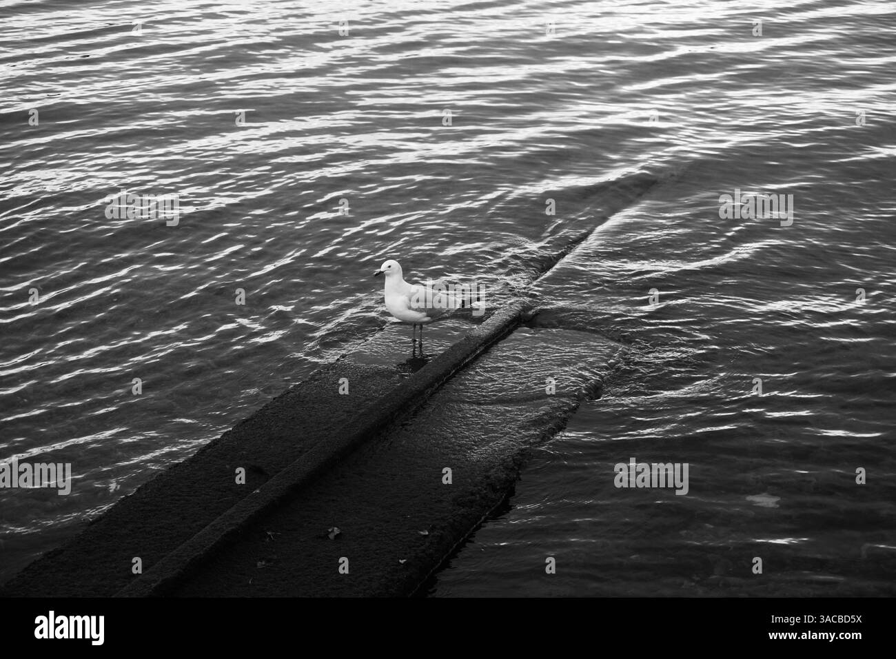 Seagull Standing At Water's Edge Stock Photo