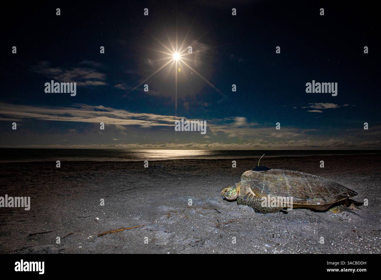 A green sea turtle makes for the Gulf of Mexico after being fitted with ...