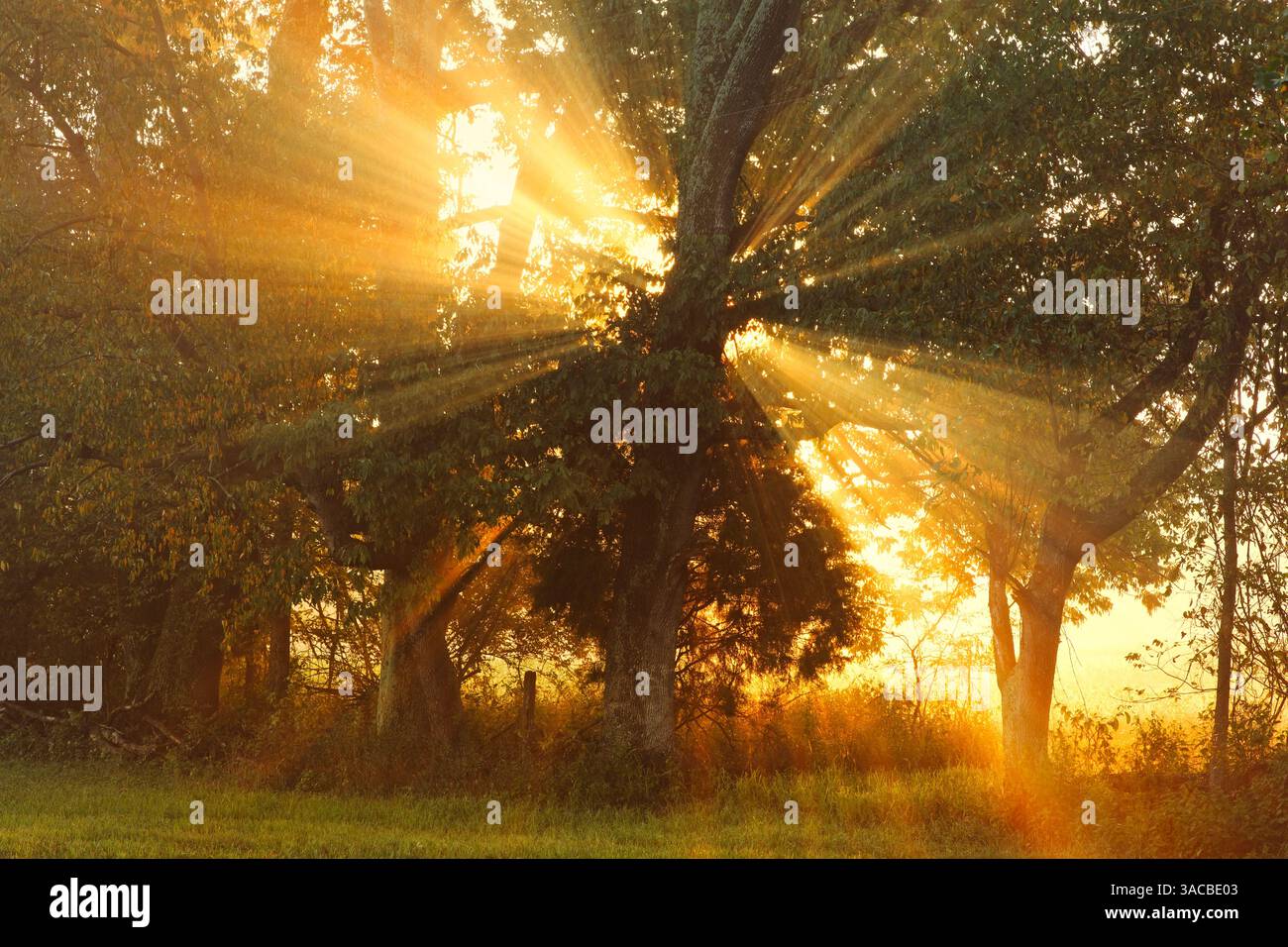 Sunlight through trees hi-res stock photography and images - Alamy