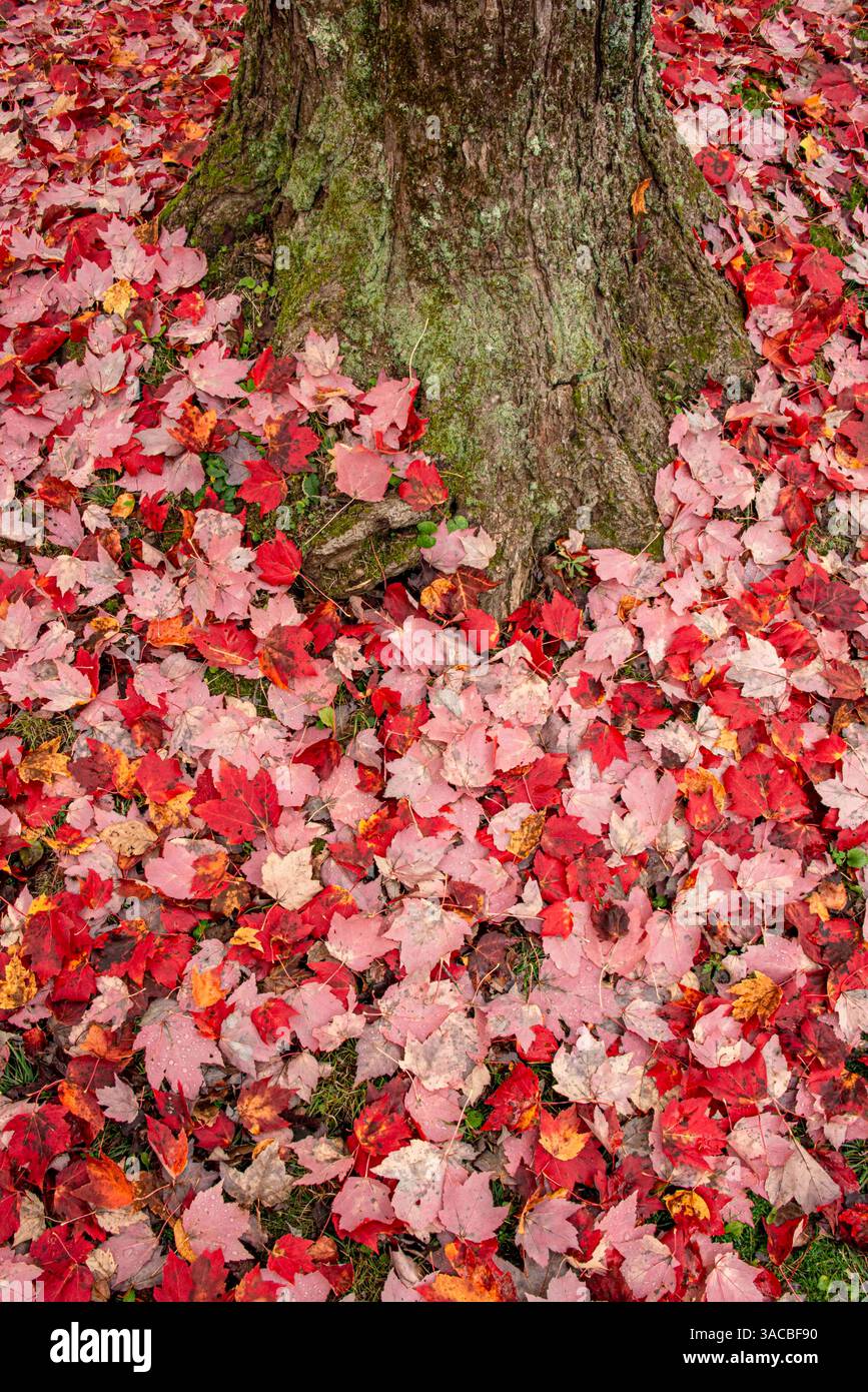 USA, Vermont, Morrisville. Red maple leaves as a carpet on the ground Stock Photo