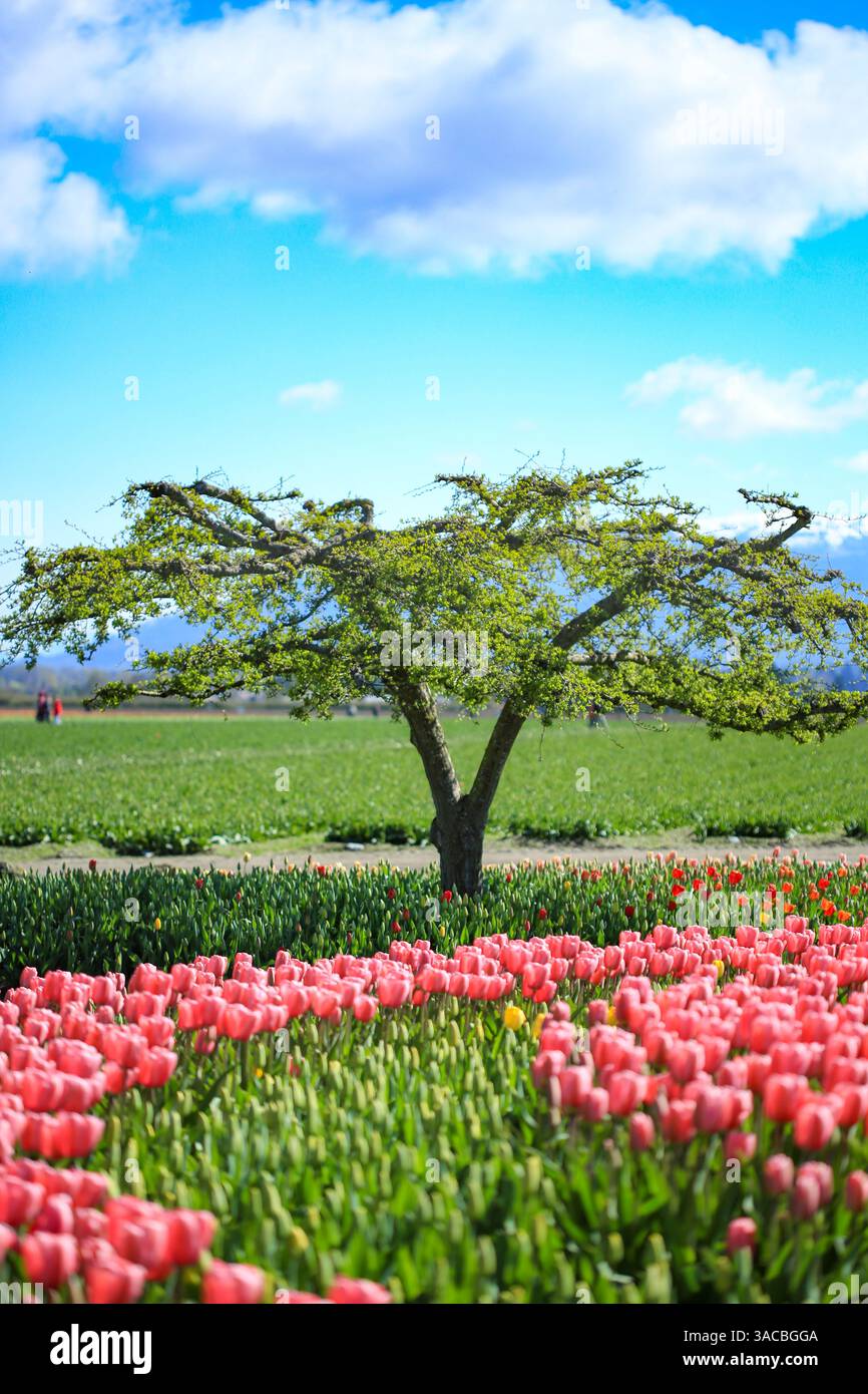 Mount Vernon and Bellingham, Washington State. Stock Photo