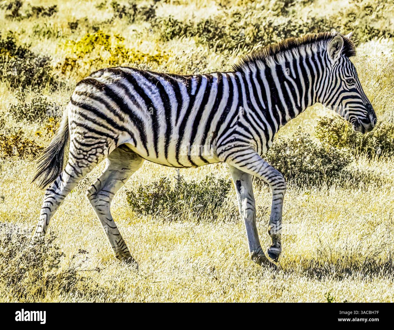 Africa sunset plains zebra hi-res stock photography and images - Alamy