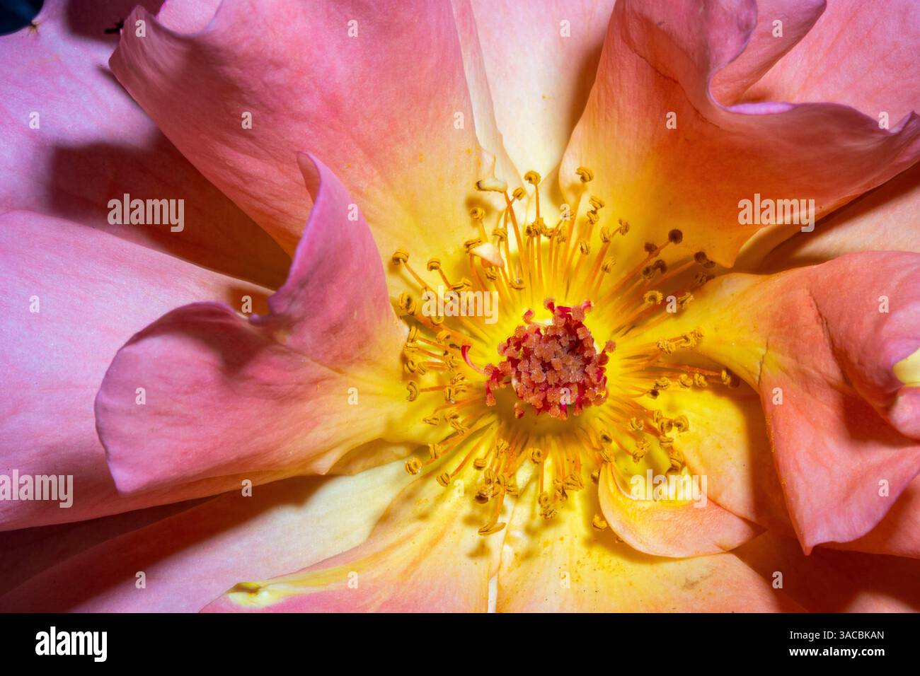 Orange, pink, yellow rose Stock Photo
