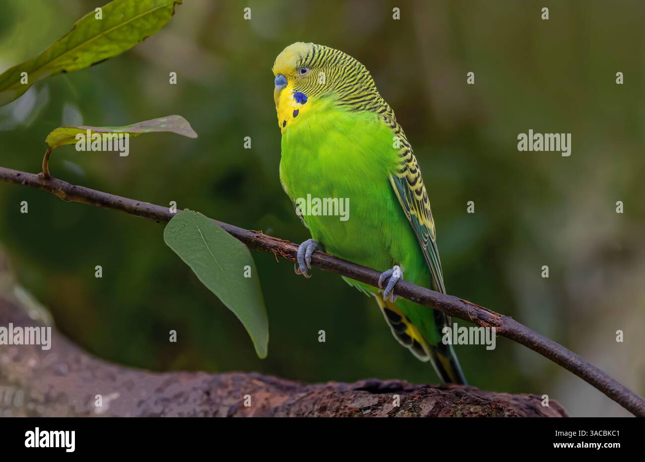 Budgie common parakeet native hi-res stock photography and images - Alamy