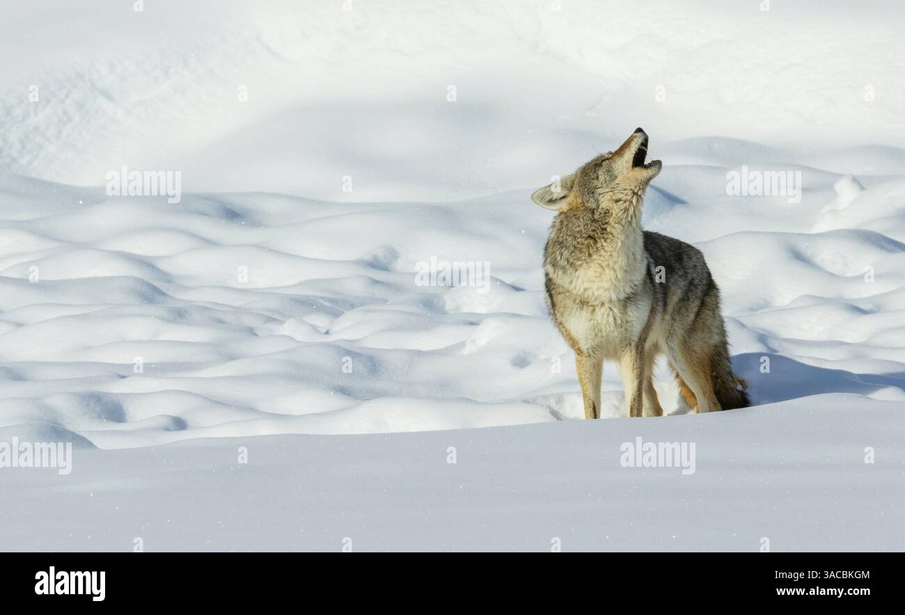 Coyote yelping in the wintery landscape Stock Photo