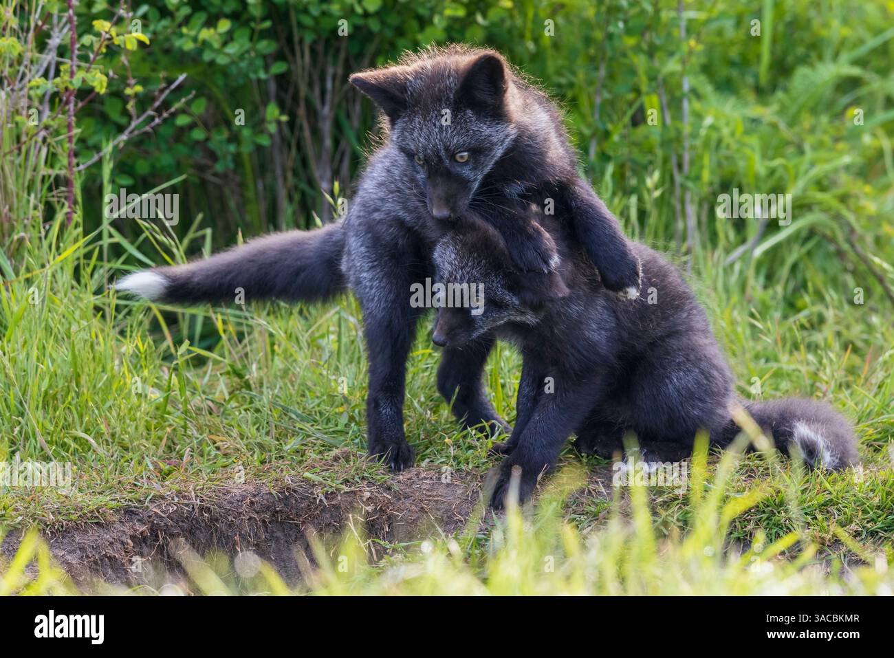 Black phase red fox kits playing near den entrance, Washington State, USA Stock Photo