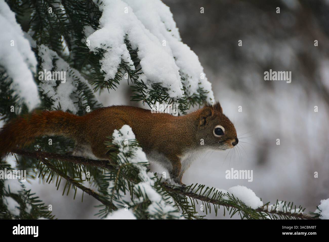 This beautiful red squirrel from Quebec (Tamiasciurus hudsonicus), resting on a fir branch, bravely faces the winter. It was very curious. Stock Photo