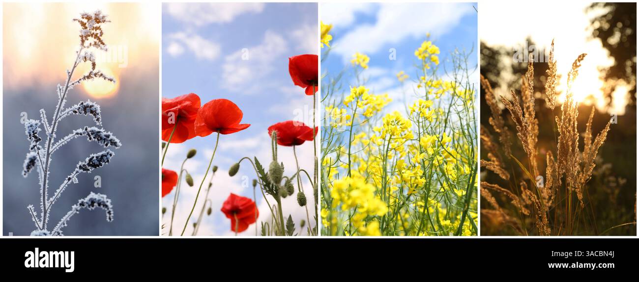 Four seasons of year. Collage with pictures of nature in winter, summer ...