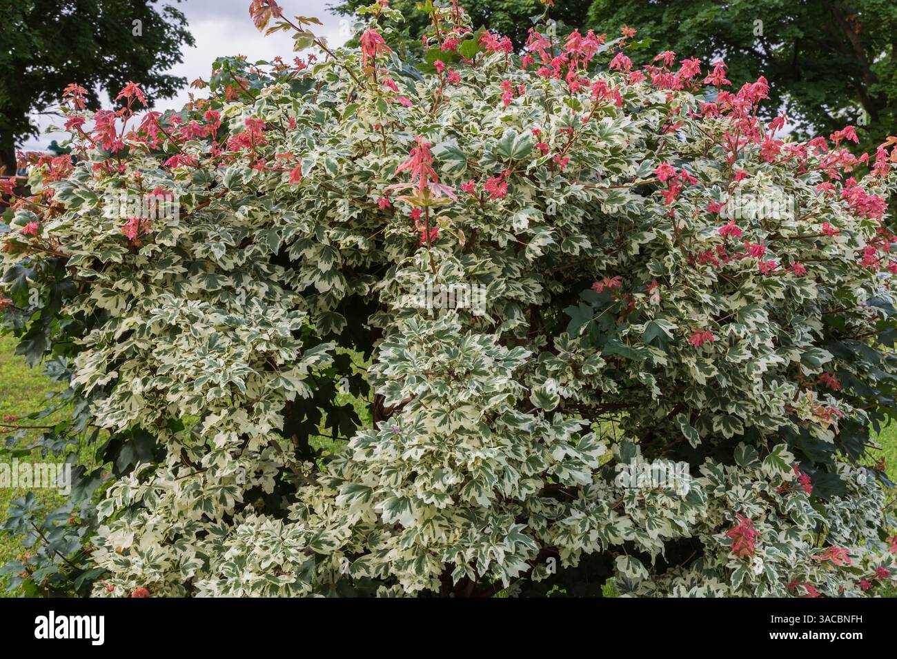 Acer campestre 'Carnival' - Hedge Maple tree in summer. Stock Photo
