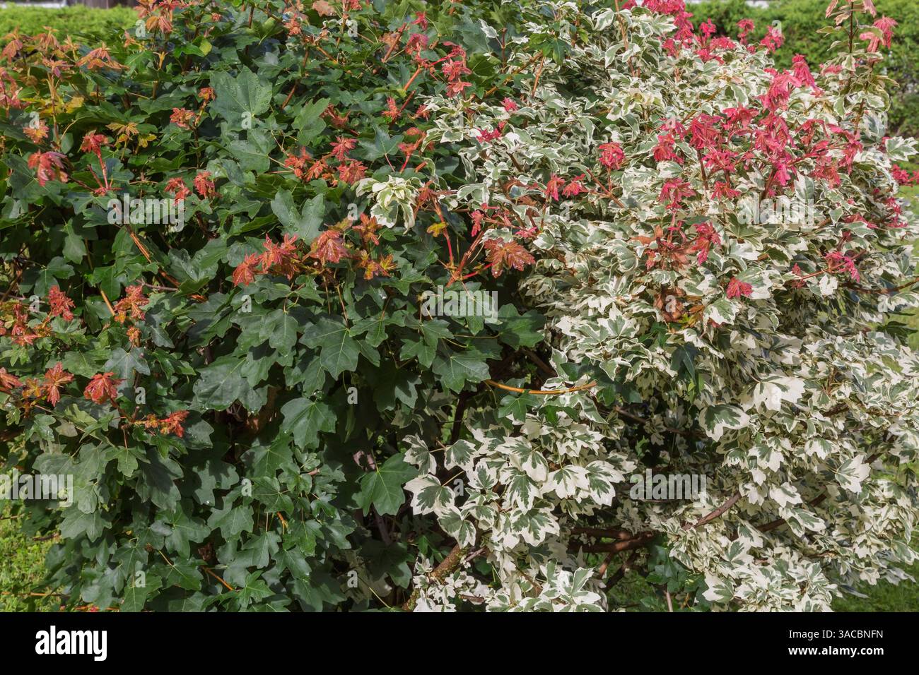 Acer campestre 'Carnival' - Hedge Maple tree in summer. Stock Photo