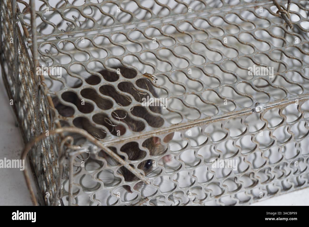 rat caught in a mouse trap Stock Photo