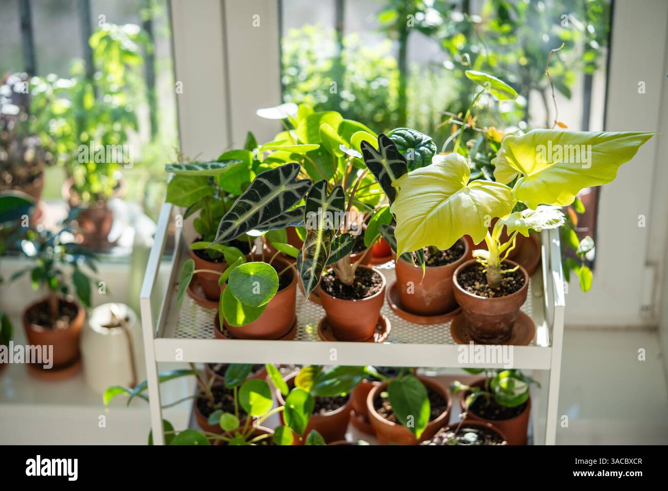 plant purple heart Purple Heart