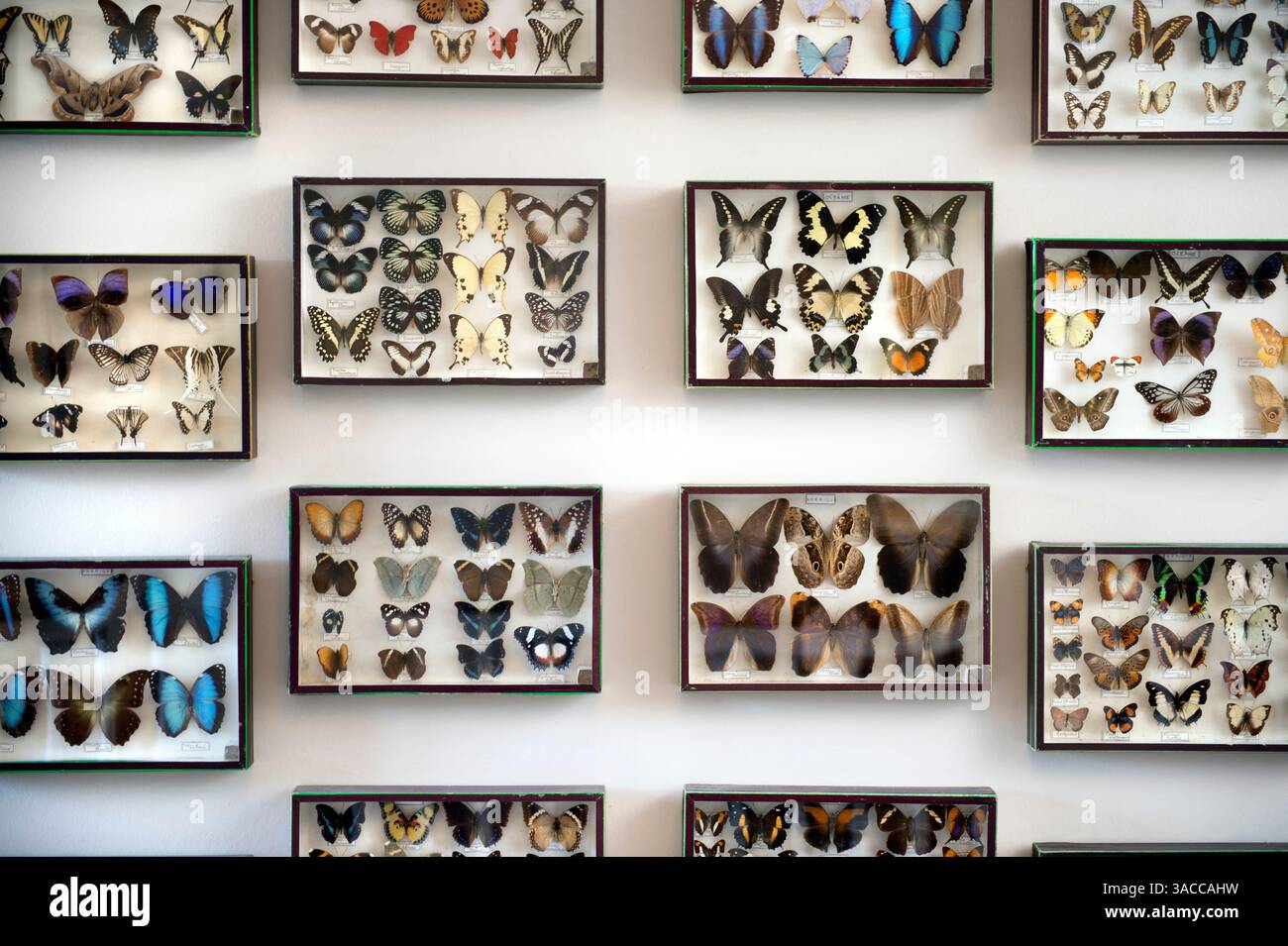 A butterfly collection Stock Photo - Alamy