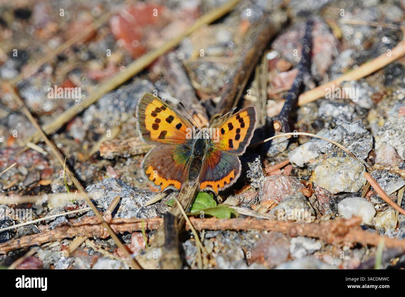 small copper, American copper, or common copper (Lycaena phlaeas) butterfly resting on the ground in autumn. Stock Photo